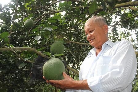 Les pamplemousses à écorce verte, la nouvelle « arme verte » de Bên Tre - ảnh 1